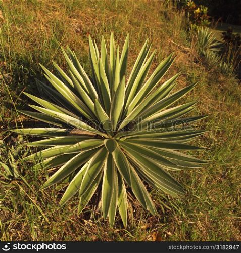 Plant in Costa Rica