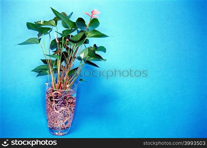Plant in drinking glass
