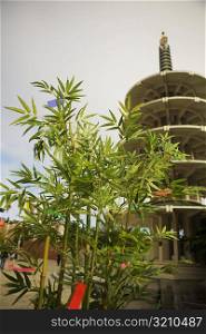Plant in front of a tower, San Francisco, California, USA