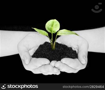 plant in hands isolated on black