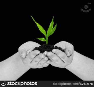 plant in hands isolated on black