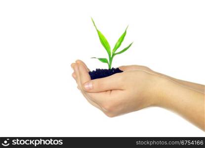 plant in hands isolated on white