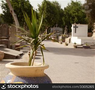 Plant in mosaic pot in Coptic Christian graveyard in Cairo, Egypt