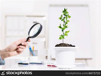 Plant in pot. Close up of human hand examining plant in pot with magnifier