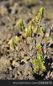 Plant in rocky landscape in Haleakala National Park, Maui, Hawaii.