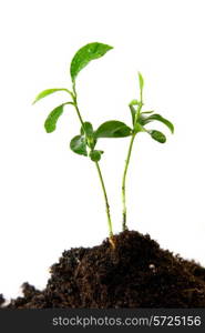 Plant in soil with water drops on white background