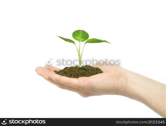 plant in the hand on dark white background