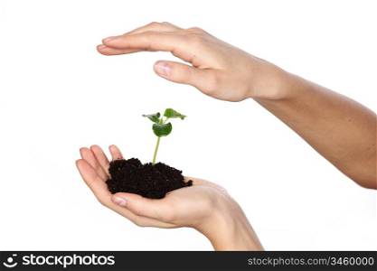 plant in the women hands on a white background