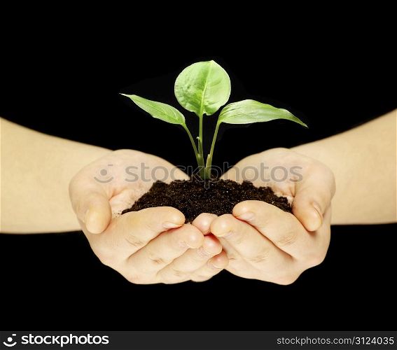 plant is in hands isolated on black