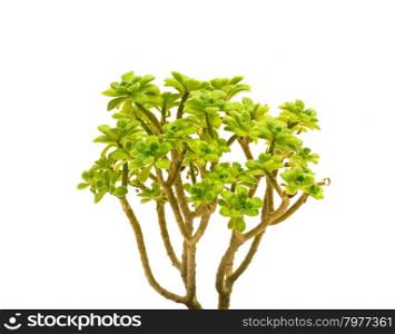 plant isolated on the white backgrounds