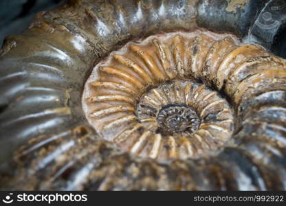 Plant Leaf fossil embedded in stone, real ancient petrified shell, isolated on white