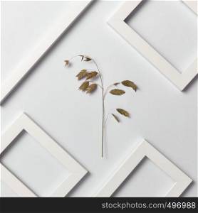 Plant natural decorative composition with empty frames for your text and eco leaf branch on a light gray background. Top view.. Creative pattern with natural herbal branch and empty frames on a light background.