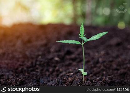 Plant of a little cannabis seedling in the ground at blurred background