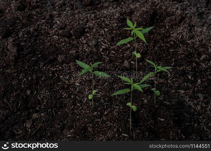 Plant of a little cannabis seedling in the ground at blurred background
