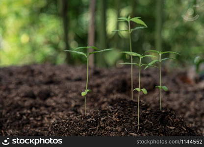 Plant of a little cannabis seedling in the ground at blurred background