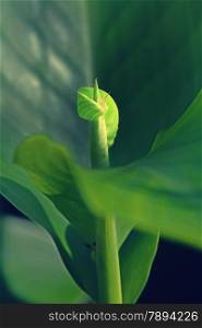 Plant of Canna or canna lily is the only genus in the family Cannaceae.