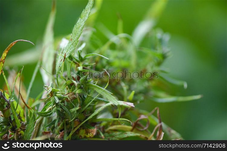 Plant of Cannabis bud and Marijuana seeds with Hemp leaf on nature green background , selective focus