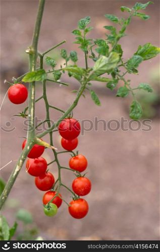 Plant of cherry tomatoes in a garden, Willka Tika, Sacred Valley, Cusco Region, Peru