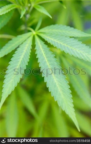 Plant of marihuana-Shadow DOF-