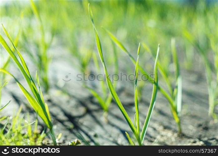 plant of onion in rows at farm field. The plant of onion in rows at farm field
