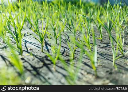 plant of onion in rows at farm field. The plant of onion in rows at farm field