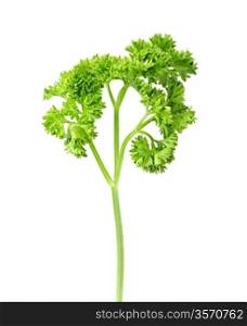plant of parsley isolated