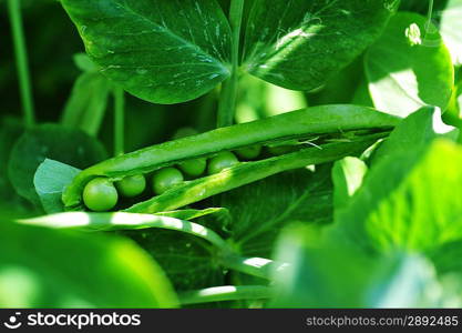 plant of pea growing in garden. pods peas