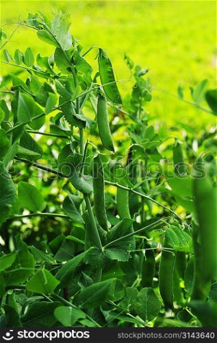 plant of pea growing in garden. pods peas
