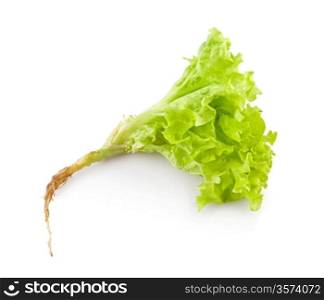 plant of salad