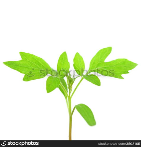 plant of tomato isolated on white