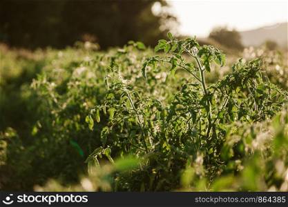 Plant of tomato over the land among plants