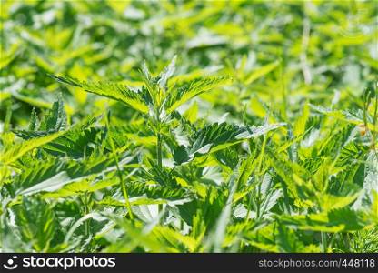Plant of wild nettle with lush green foliage close-up in backlight