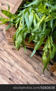 plant of wormwood tarragon. Tarragon herbs in wooden tub on a wooden background