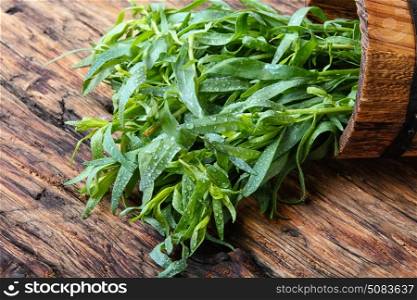 plant of wormwood tarragon. Tarragon herbs in wooden tub on a wooden background