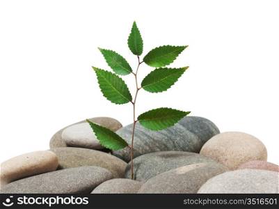 plant on a pile of stones isolated on white background
