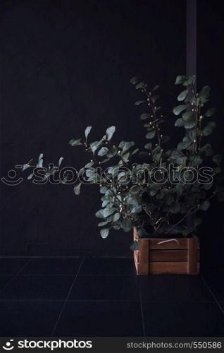 plant on flowerpot in black background