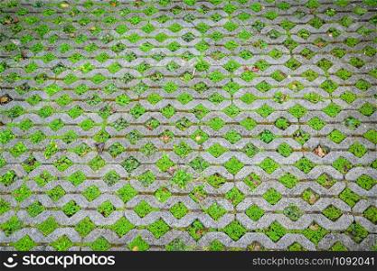 Plant on ground brick walkway and green mos growing cement floor texture background