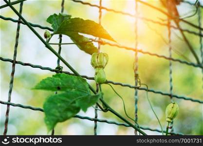 plant on iron fence with the sun shines.