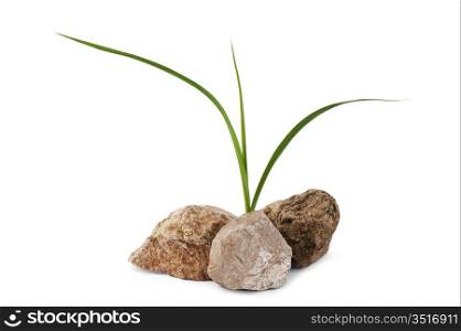 plant on the rocks isolated on white background
