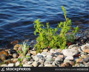 plant on the shores of Lake