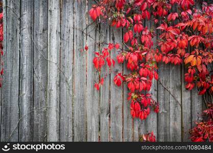 Plant on wood fence in autumn. Autumn background