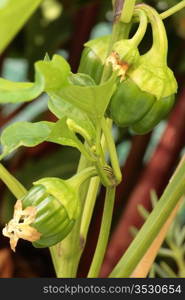 plant peppers four or five small fruits