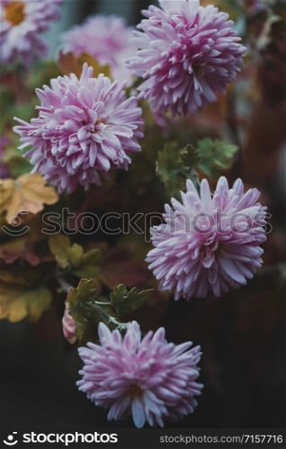 plant photo wallpaper. delicate pink chrysanthemums