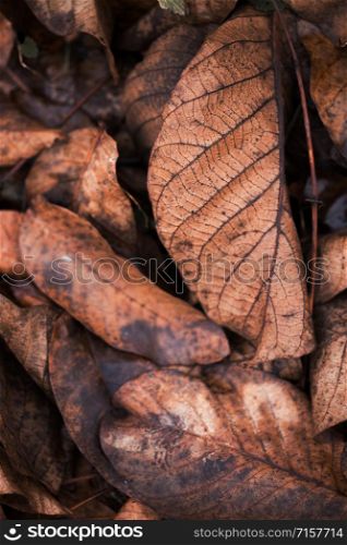 plant photo wallpaper. old autumn leaves