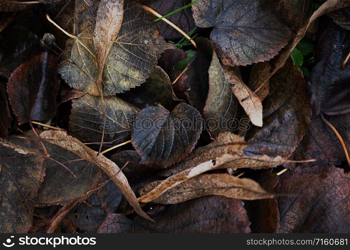 plant photo wallpaper. old autumn leaves