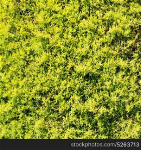 plant pine needles color and nature background