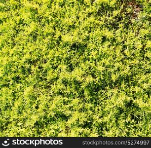 plant pine needles color and nature background