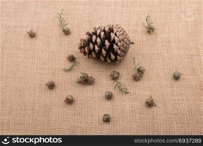Plant pods, capsules and pine cones on canvas background