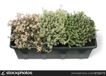 Plant pot with a variation of different fresh thyme plants isolated on white background