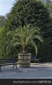 Plant pot with palm in Ruse garden, Bulgaria